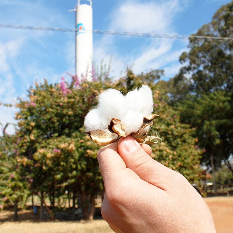 Espaço tem cana de açúcar, banana, mamão, pomar experimental, pasto, estufa e muito mais