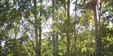 silvicultura de plantações com ênfase na cultura do eucalyptus sp